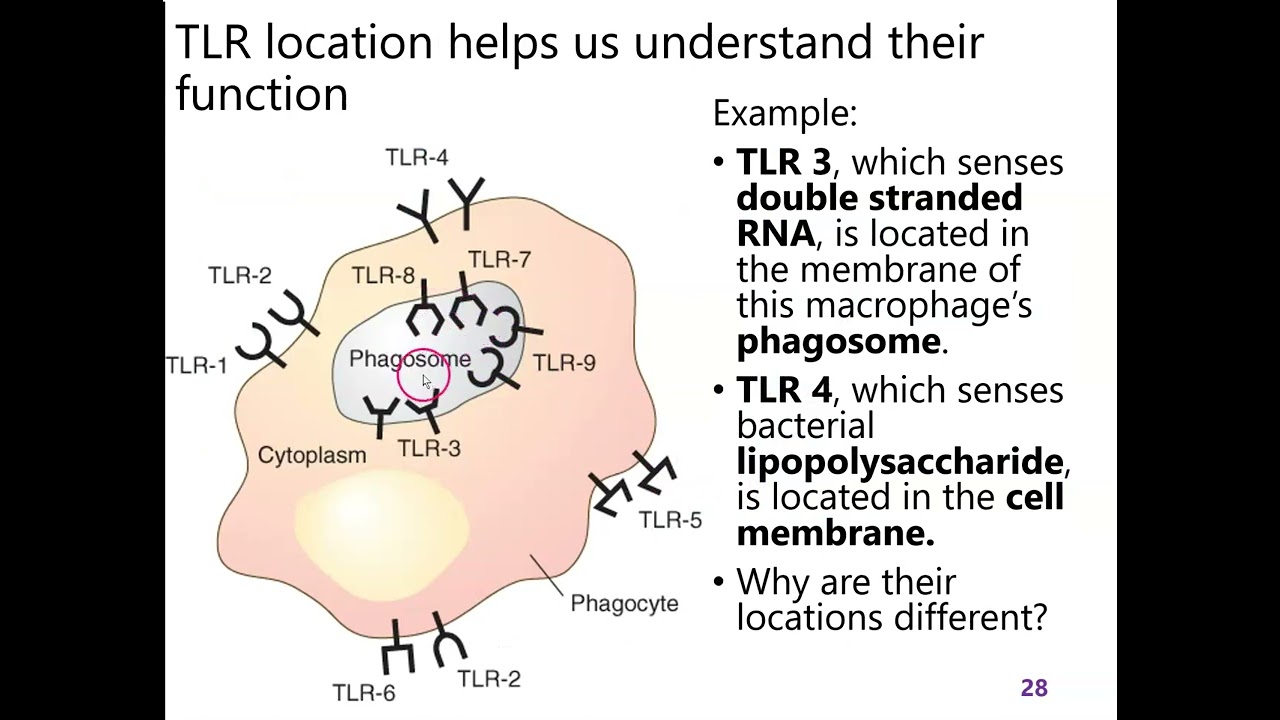 7 part 6: pattern recognition and opsonization