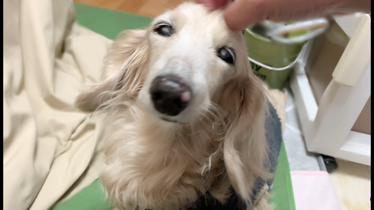 小春日和のんびり気ままなミニチュアダックスフンド