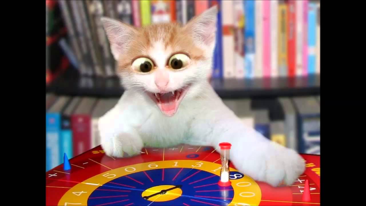 Cute Cat Meme