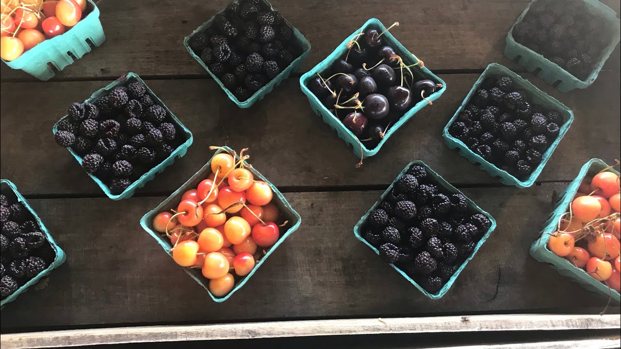 Cherry & blueberry garden , Red-hook NY ||