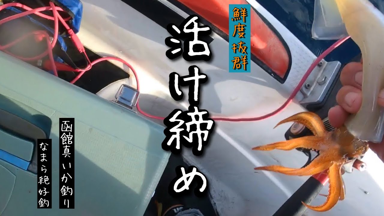 【函館イカ釣り】鮮度抜群！釣ったその場ですぐ締める！このひと手間が美味しさの秘密
