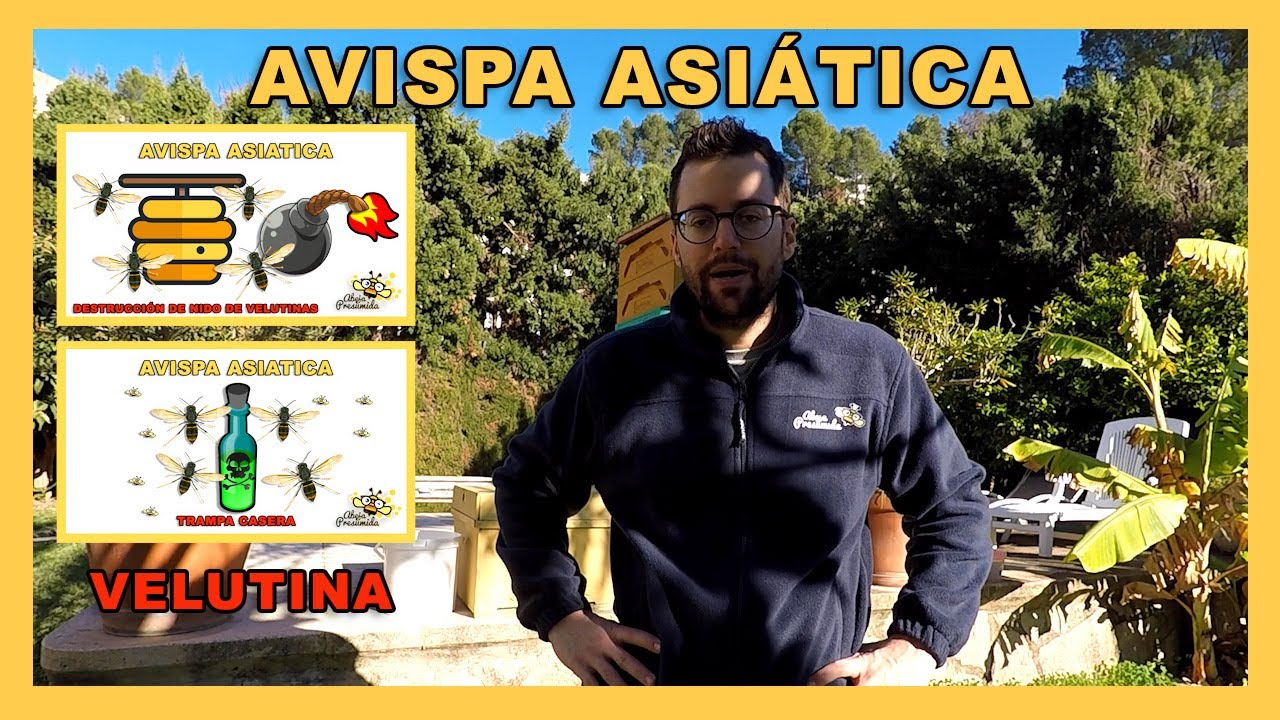 Avispa ASIÁTICA  🐝🧡🎥 VELUTINA