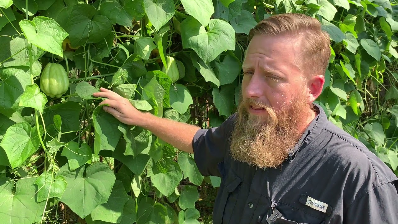 Growing Mirlitons in Louisiana