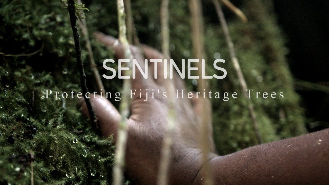 SENTINELS - Full Documentary - Protecting Fiji's Heritage Trees