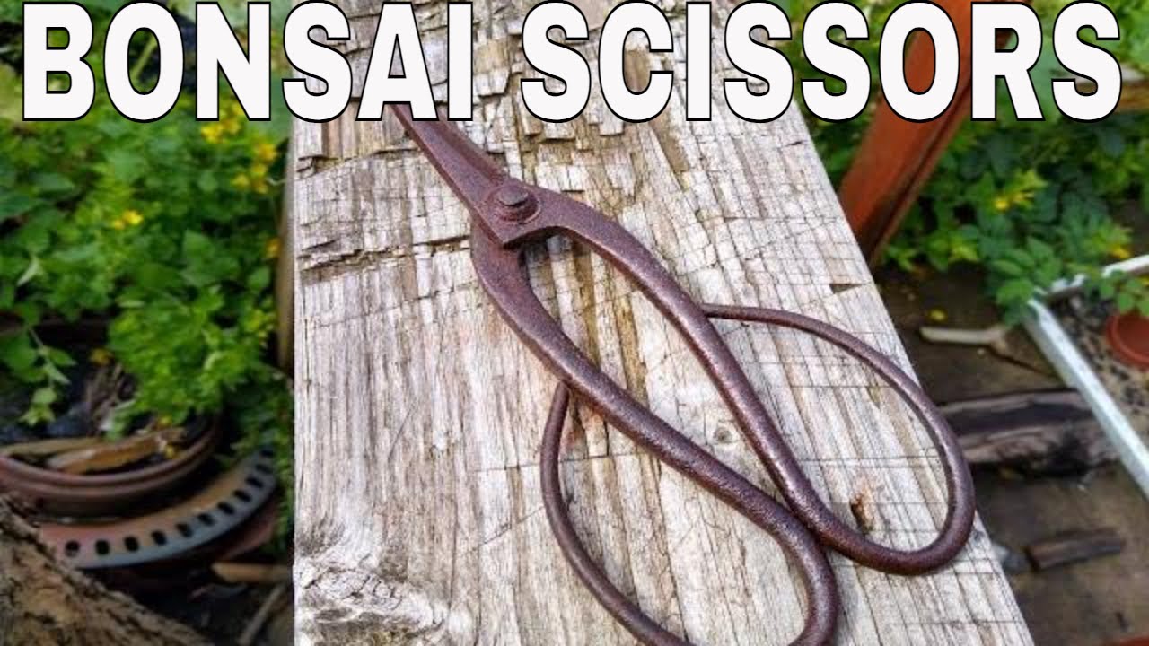Rusty Bonsai Scissors , restoring the finish and grind, testing outdoors