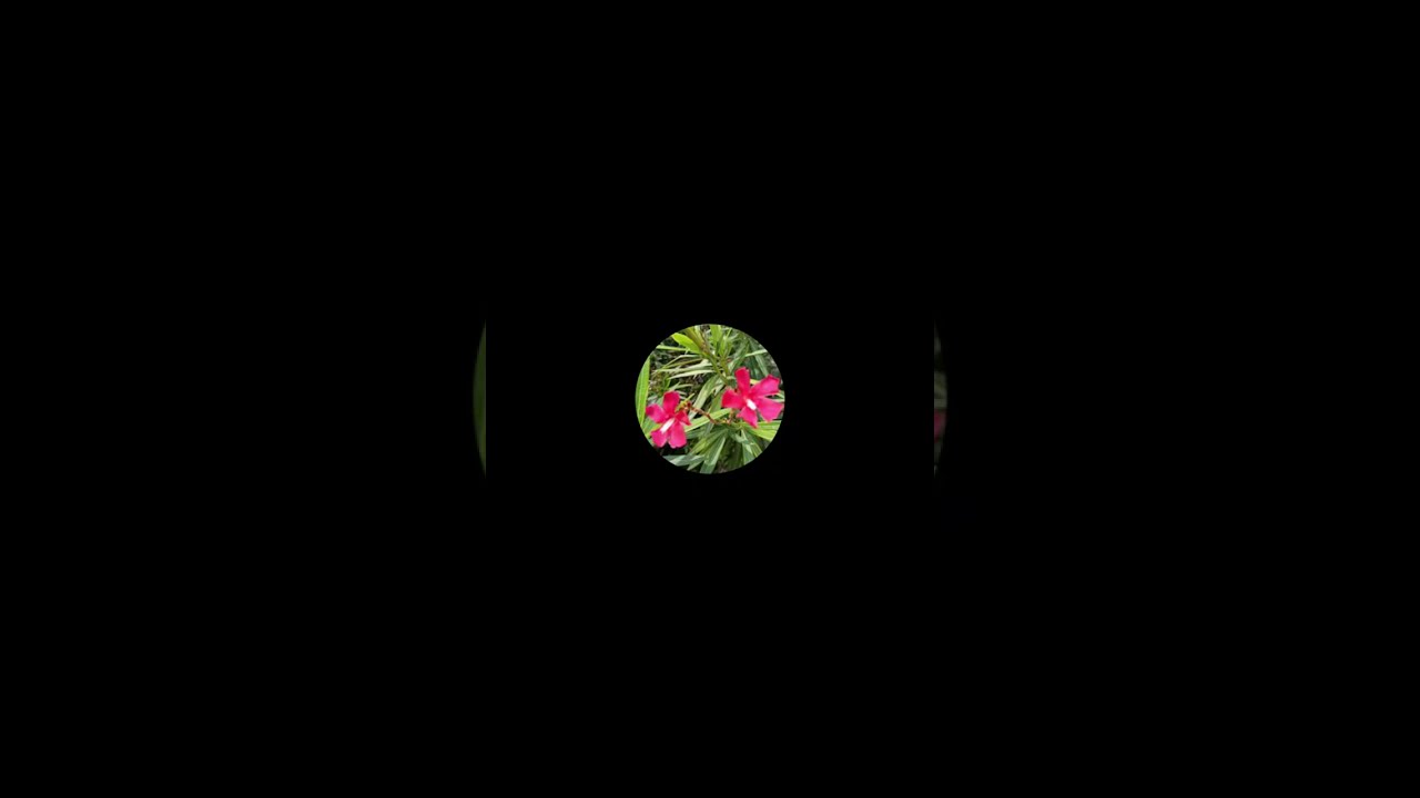 Arali poo 🌿 is live.   Happy Pongal 🙏🏾💃💃💃💃🙏🏾