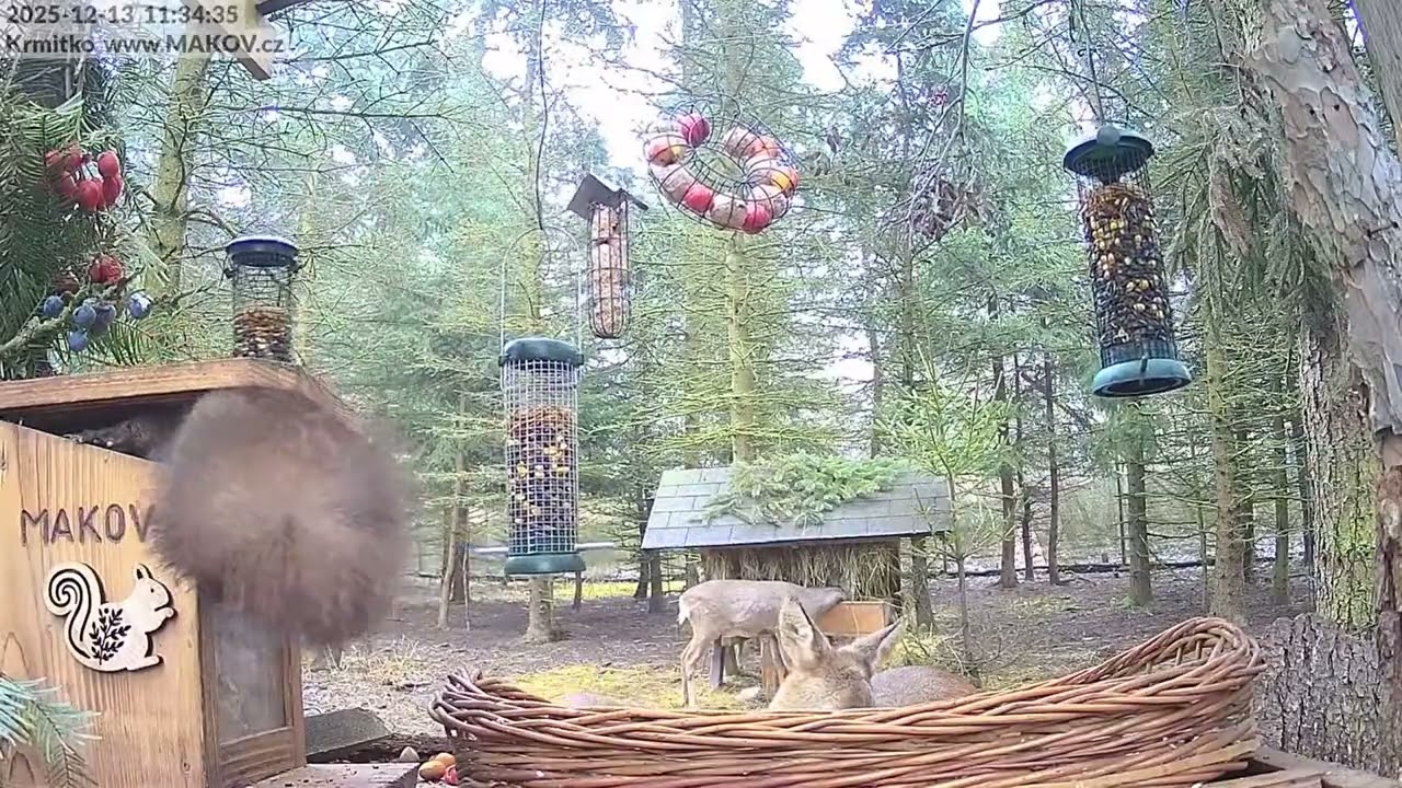 Veverky se srnečkou na svačince u krmítka