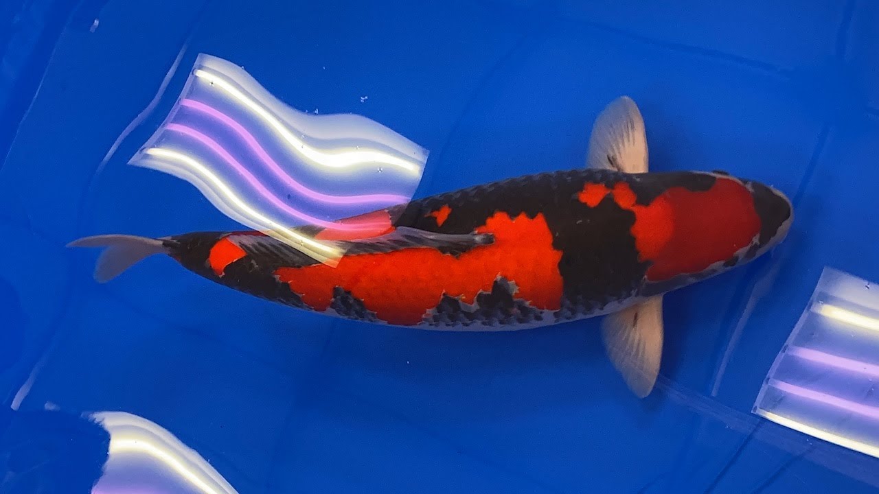 All Japan Koi Show 2020! *THE BEST KOI ON THE PLANET!!!*