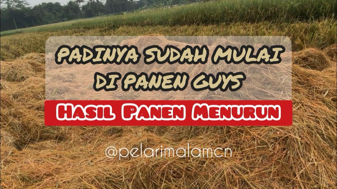PANEN PADI, Hasil panen menurun guys #rural #nature #panenpadi #sawahpedesaan #sawah #alampedesaan 