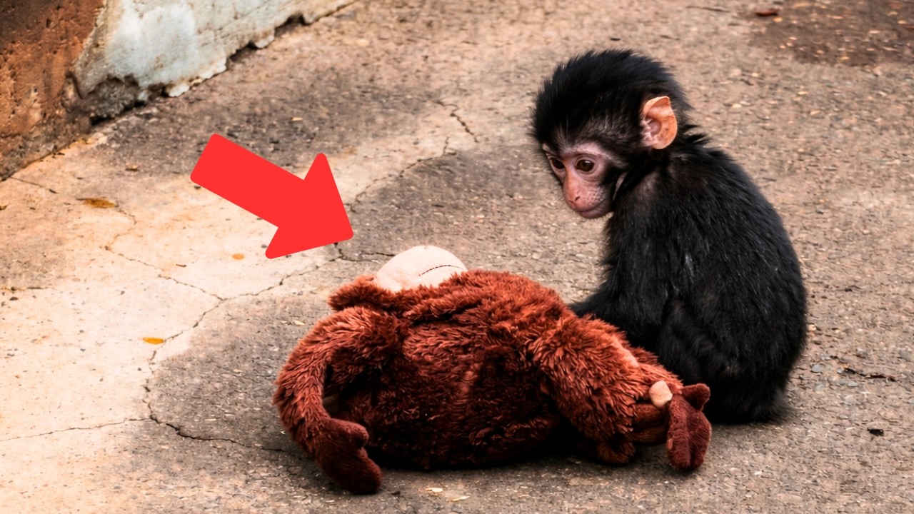 Baby Monkey Punch Is Growing Up&hellip; But Does He Still Need Oran Mama? 🐒🧸
