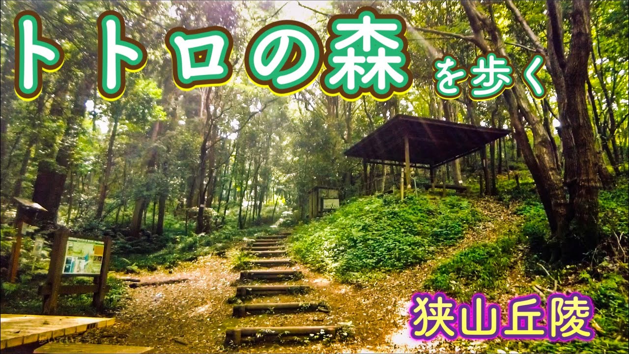 トトロの森を歩く①  狭山丘陵　西武球場前駅からクロスケの家  Walking through the Sayama Hills Totoro Forest①