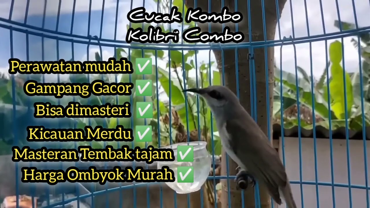 Burung Cucak Kombo, Cak Kombo, Cak Combo, Kacial Kombo, Harga Ombyokan