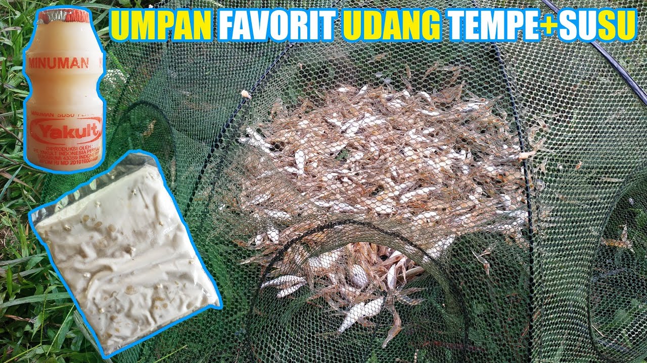 Umpan ampuh bubu payung auto panen udang liar #DB-350