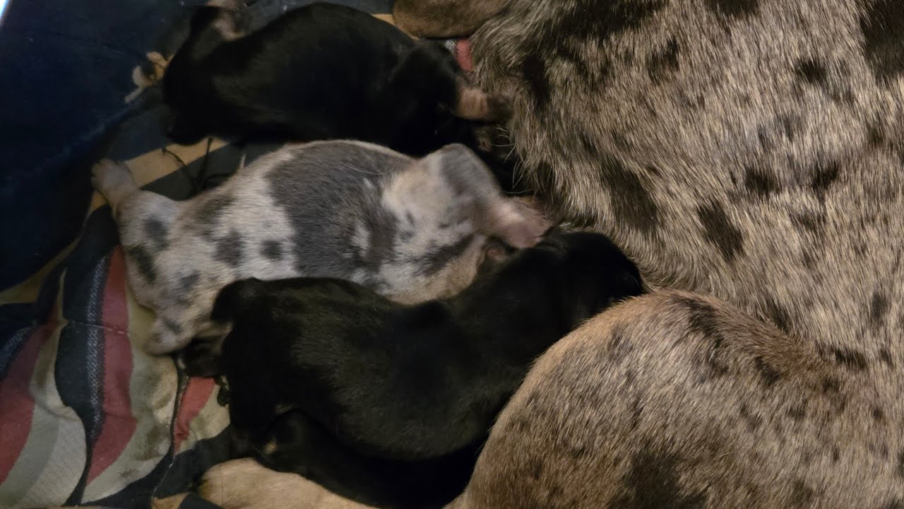DawgzForYeshua is live! PUPPIES!