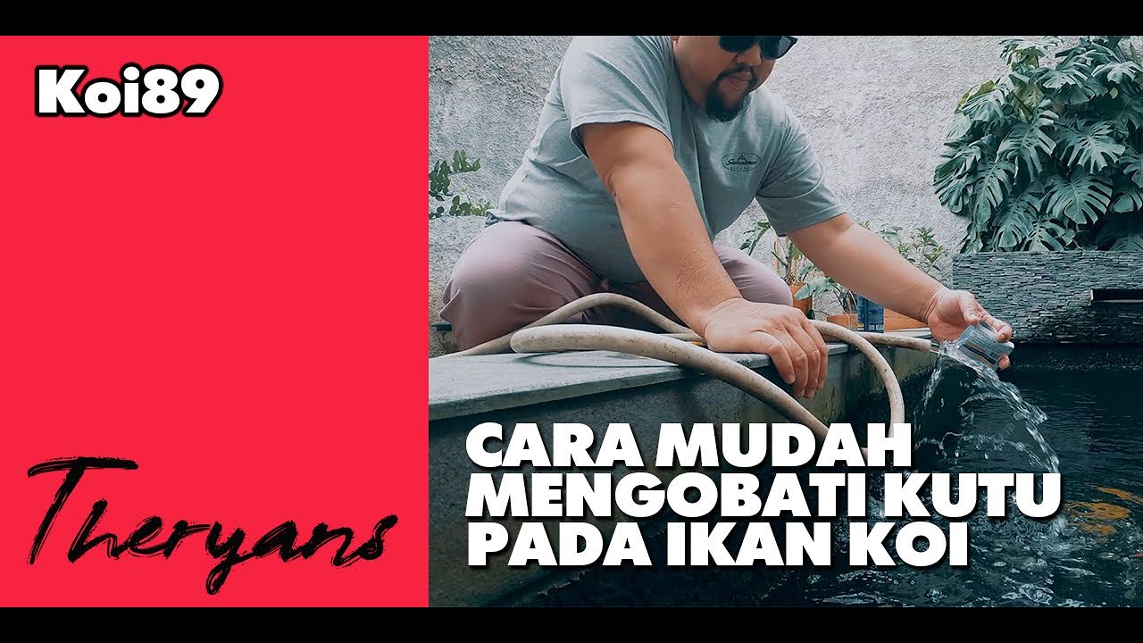 Cara Mudah Mengobati Kutu Pada Ikan Koi
