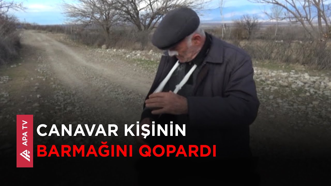 Şəkidə eyni canavar bir neçə gündür ki, kəndlərə hücum edir – APA TV