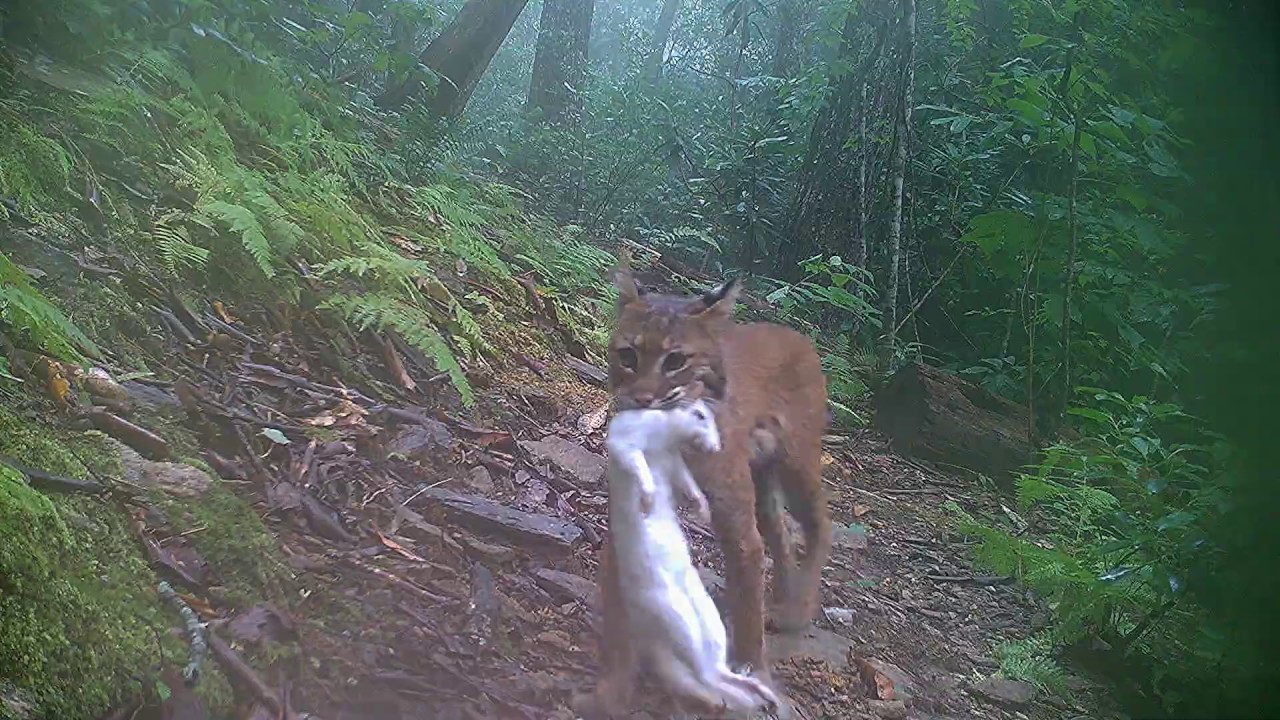 Bobcats stalking prey behind our home in Hendersonville, NC.