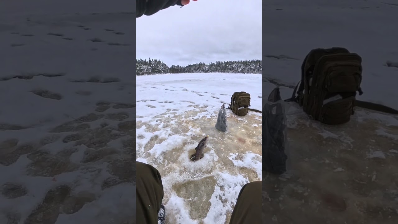 Trout fishing 🎣🐟 