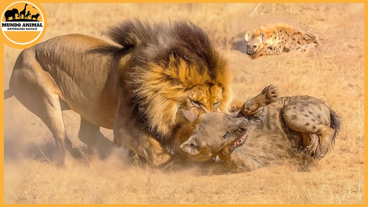 Los ataques de leones m&aacute;s aterradores captados en c&aacute;mara | Mundo Animal