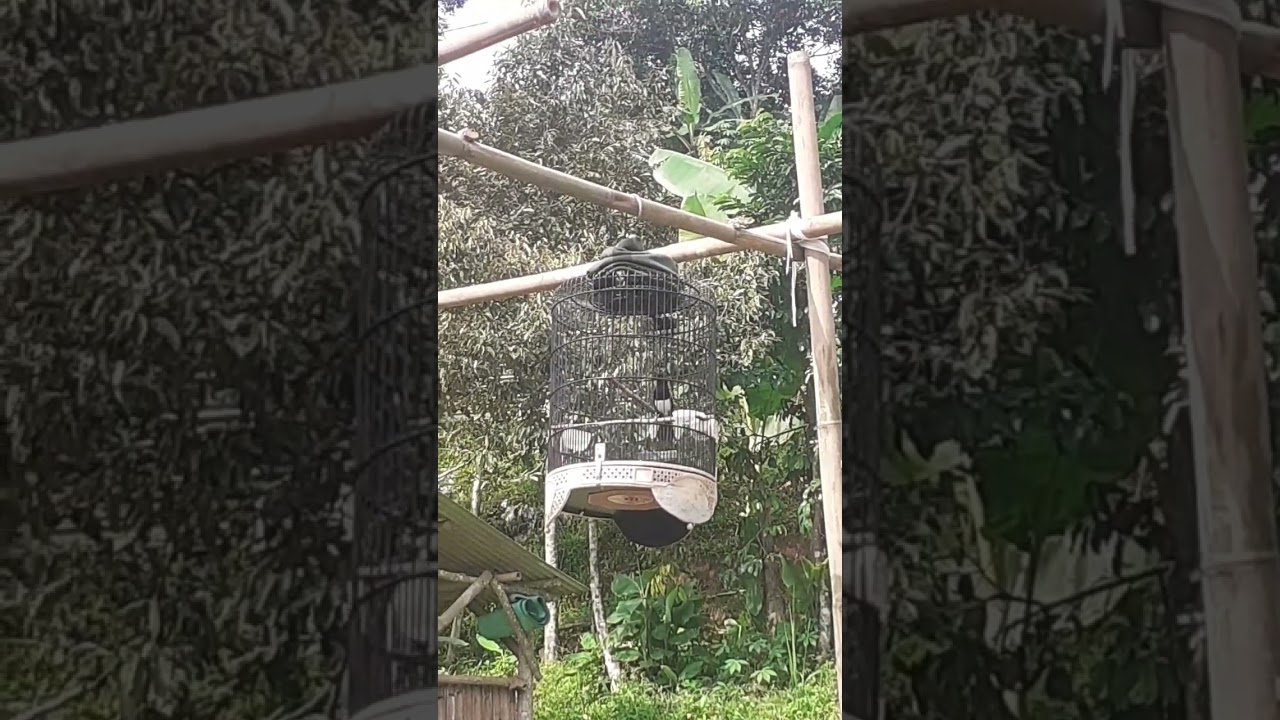 kacer jabar baru beres bulu siap bikin sejarah lagi