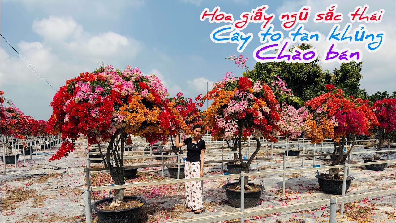 Hoa giấy ngũ sắc thái lô cây to tàn khủng chào bán..06/02😘📲 0932.852.150.Phạm-Nguyễn