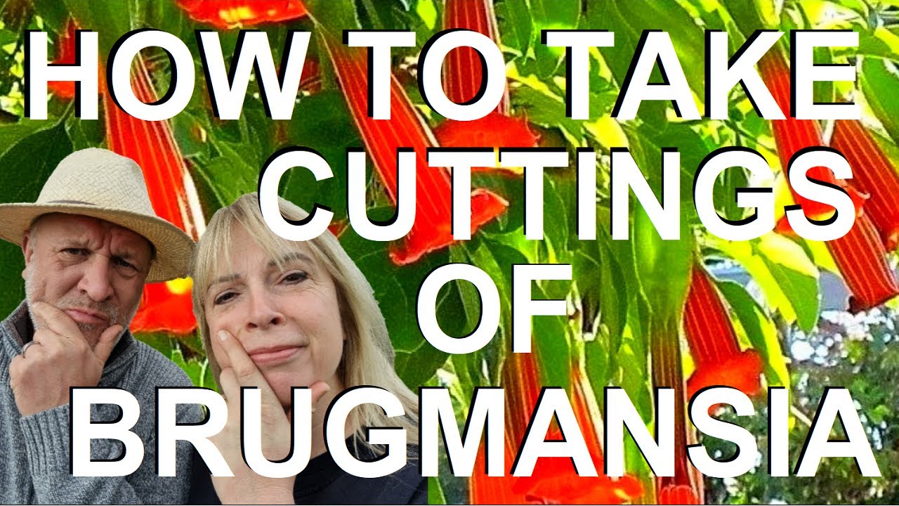 How to Take Cuttings from Angels Trumpet  -  Brugmansia and Datura