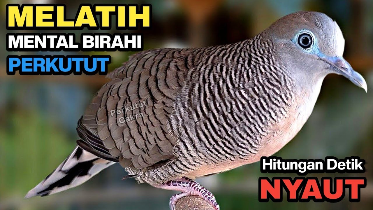 Perkutut Lokal Gacor SUARA BESAR Ahlinya Bikin Semua Burung Perkutut Langsung Nyaut