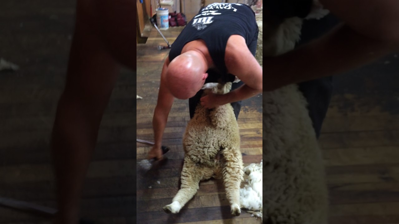 david fagan shed shearing