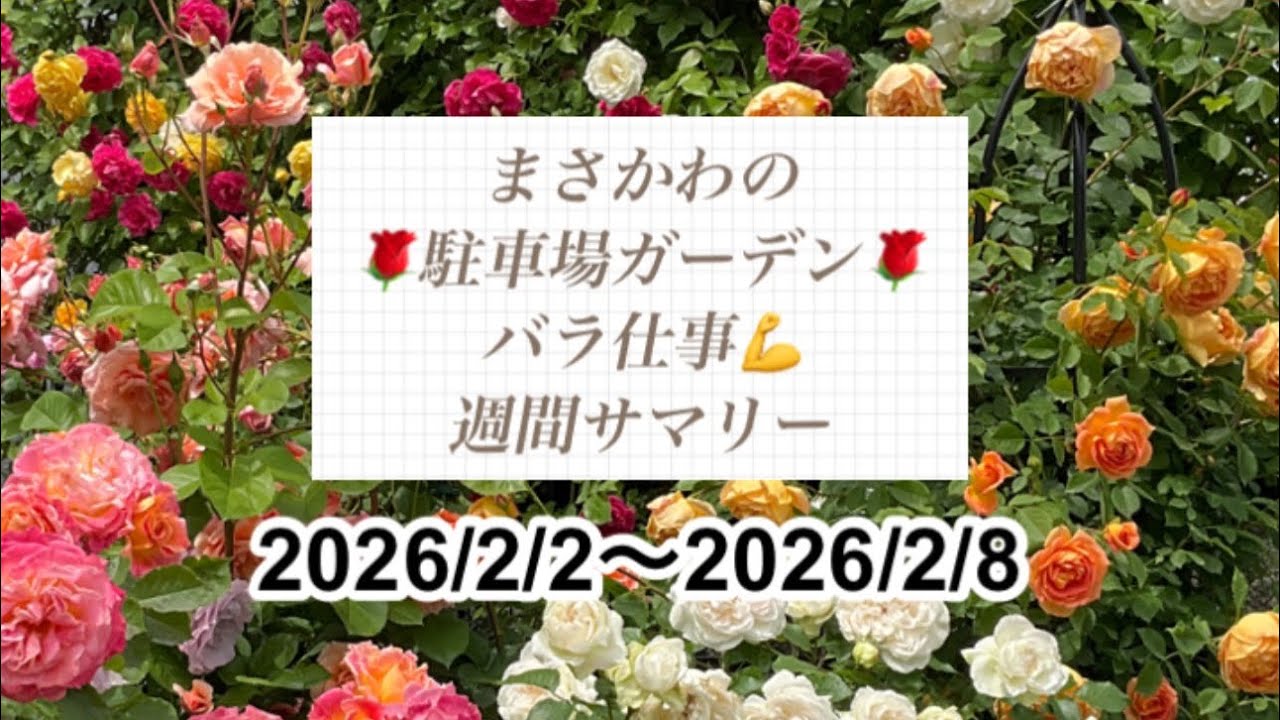 🌹駐車場ガーデン🌹バラ仕事💪 週間サマリー 2026/2/2〜2/8