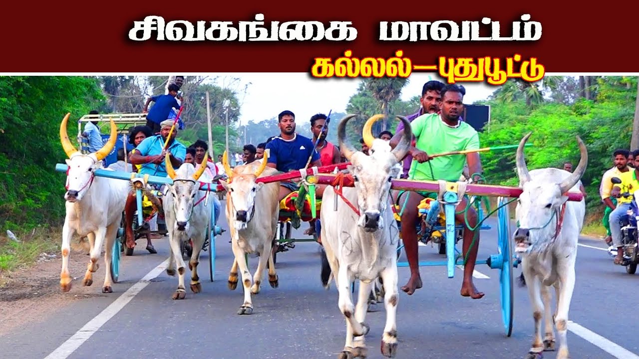 சிவகங்கை மாவட்டம் கல்லல் பூஞ்சிட்டுமாடு 28/02/2026