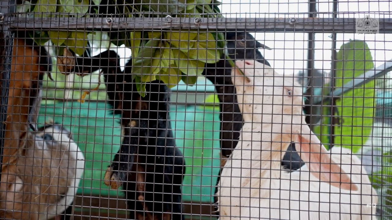 ഉപജീവനത്തിനായി  ചെറു പദ്ധതികൾ