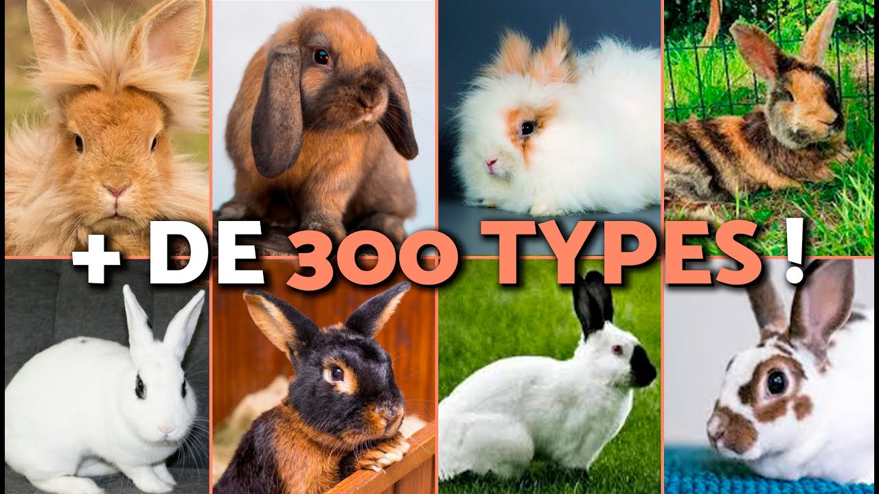 10 RACES DE LAPINS et leurs caractéristiques 🐇🐰 (COMBIEN DE RACES DE LAPINS Y A-T-IL ?)