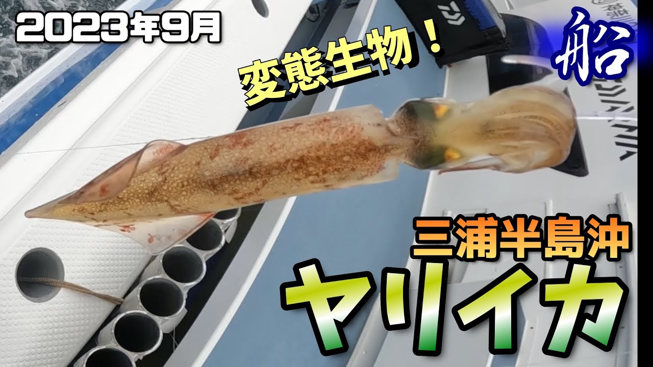 【船釣ヤリイカ】9月！気づいたら秋のヤリイカ！煮ても焼いても生でもうましぃ！