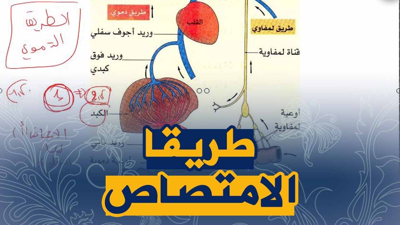 الدرس 6:طريقا الامتصاص (امتصاص المغذيات) علوم طبيعية السنة الرابعة متوسط الجيل الثاني