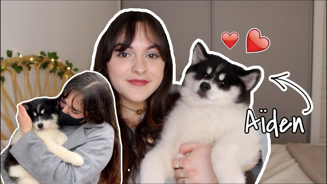 J'AI ADOPTÉ UN POMSKY : je vous présente Aïden !