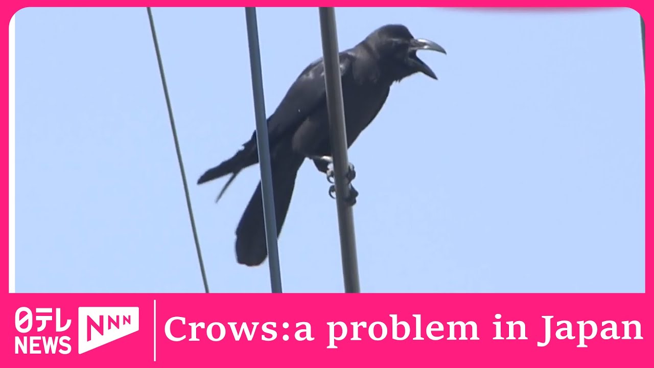 CROWS a growing problem in Japan WATCH the battle with the latest technology / EngSub