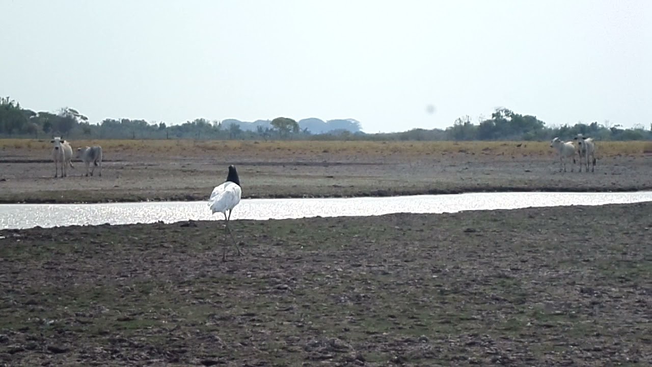 Jabiru mycteria / Garz&oacute;n Soldado
