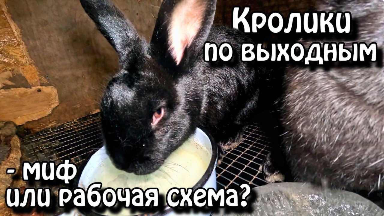 Кролики по выходным, миф или рабочая схема?