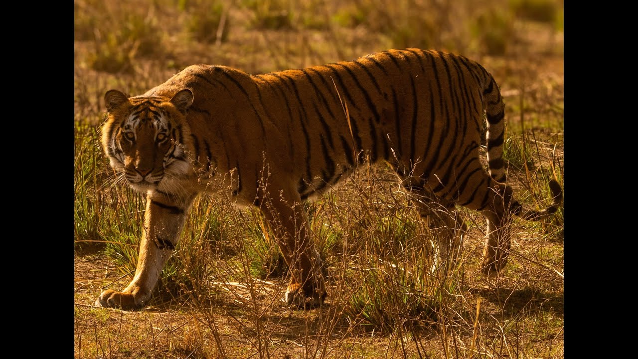 Corbett Tiger Reserve I Jim Corbett National Park |4K I Latest Video I 2025 (Video + Photos)