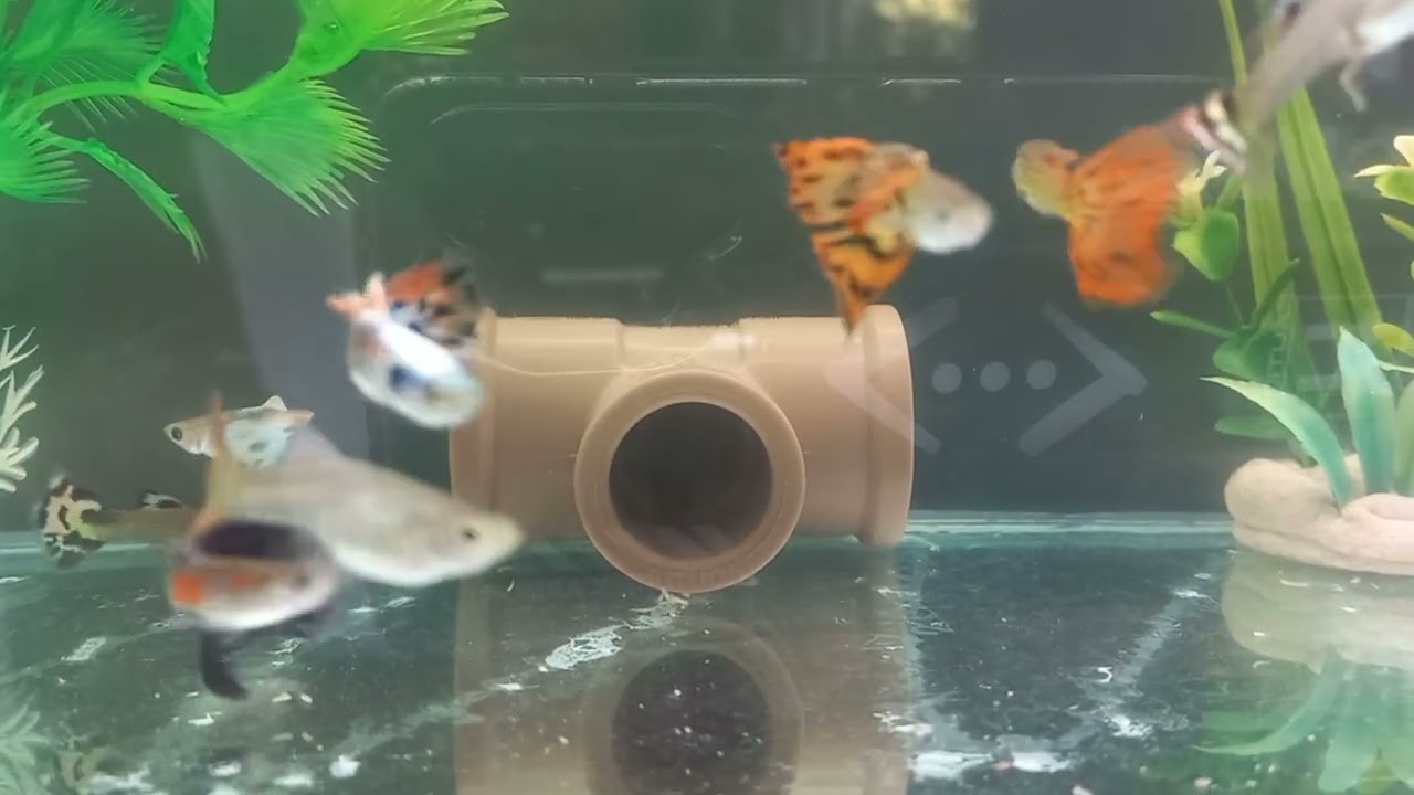 Comunidade dos Guppys!
