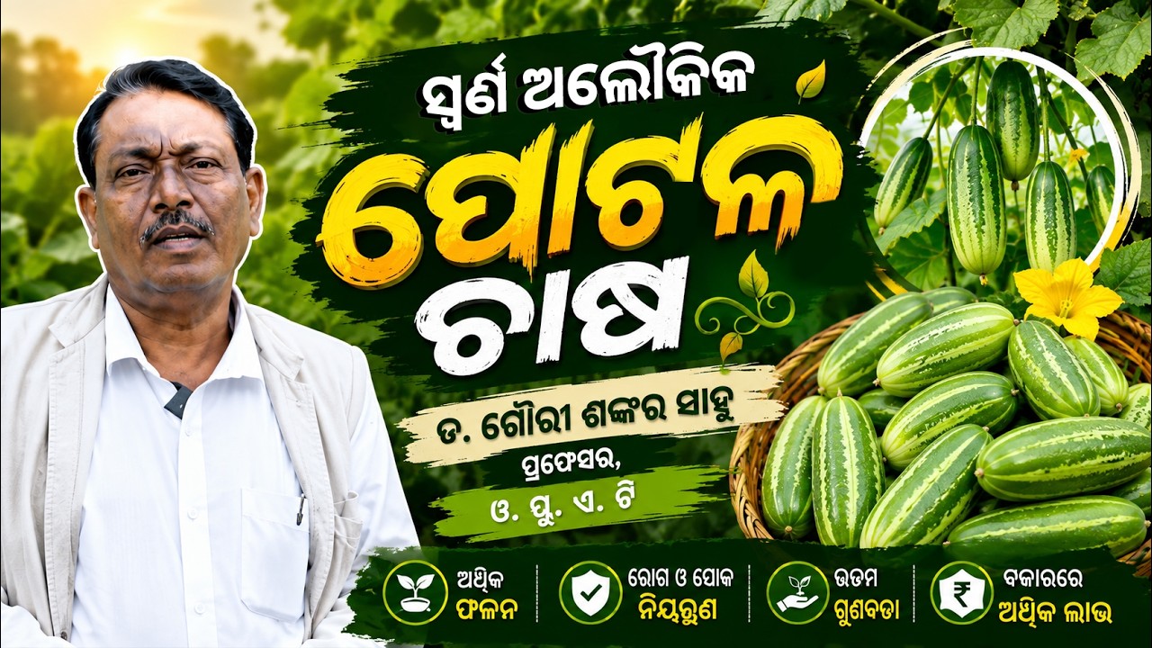 ପୋଟଳ ଚାଷ