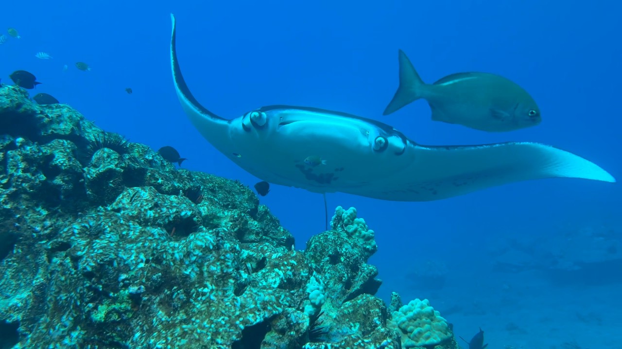 Manta Ray 2026