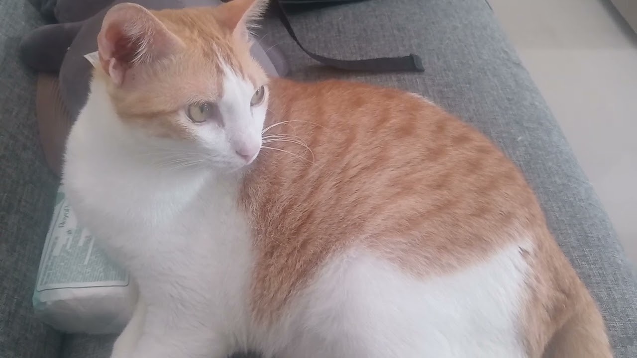 1 menit leon gk ngapa-ngapain🗿#kucing 