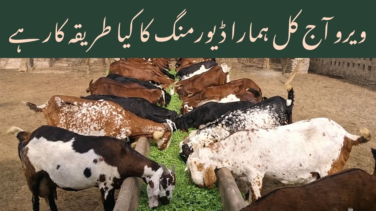 Current Deworming Procedure | Vehari Goat Farm
