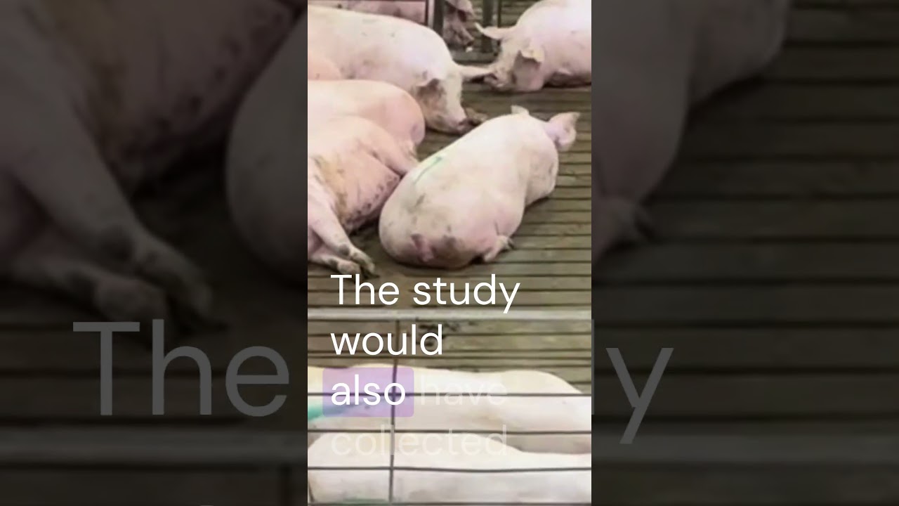 Трамп отменяет исследования по производству биогаза на свиноферме