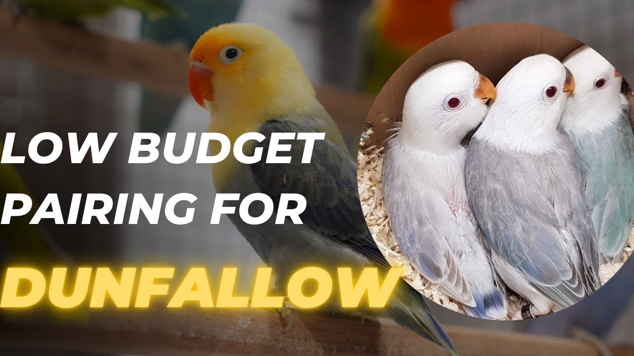 Some Best pairings for Dunfallows. Very economical |lovebirds |Breeding season 2025