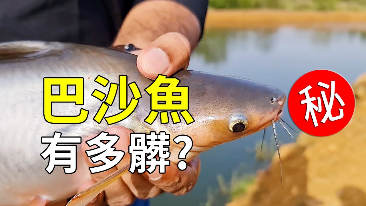 巴沙魚很髒嗎？養殖和加工過程告訴你答案