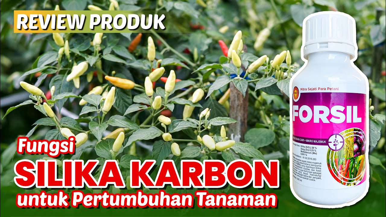 Kupas Tuntas SILIKA KARBON dan Review Forsil