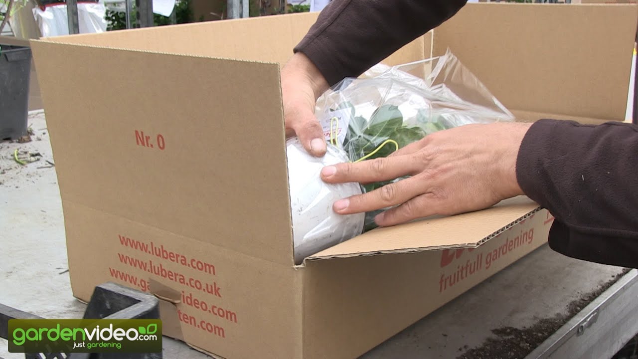 Packaging of sensitive plants at the Lubera nursery