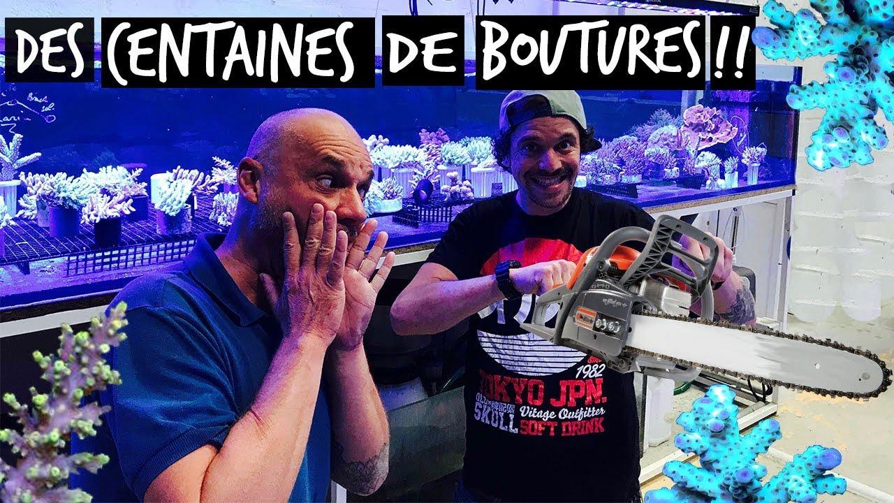 ON D&Eacute;COUPE DES CORAUX !! TOOPET